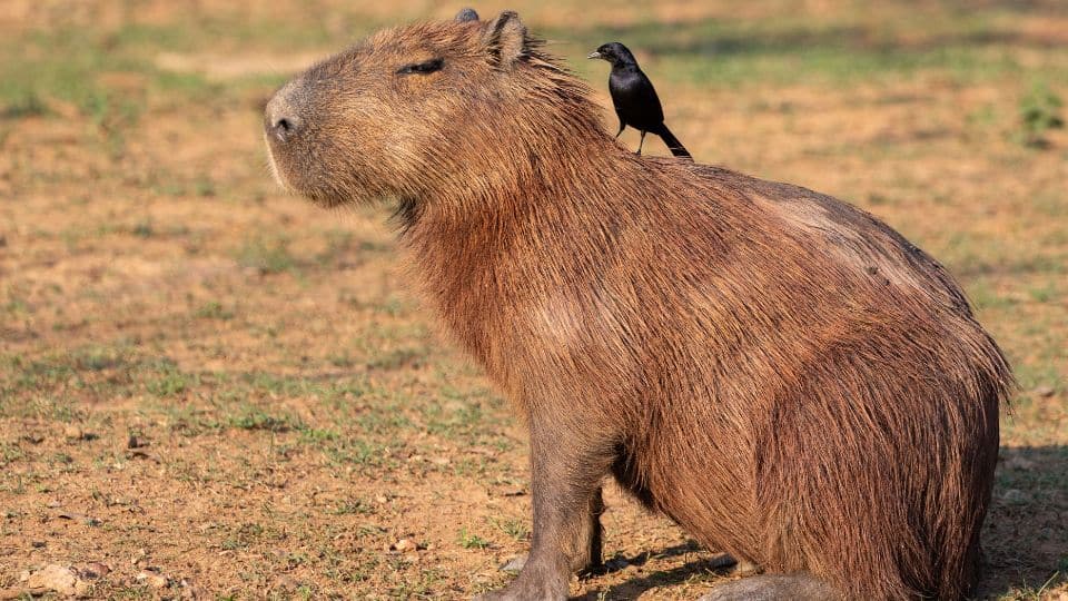 capybara alone sitting in the field with crow sitting on the back