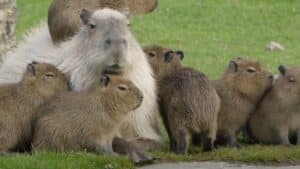 albino-capybara-rare-and-remarkable-capybara-mag