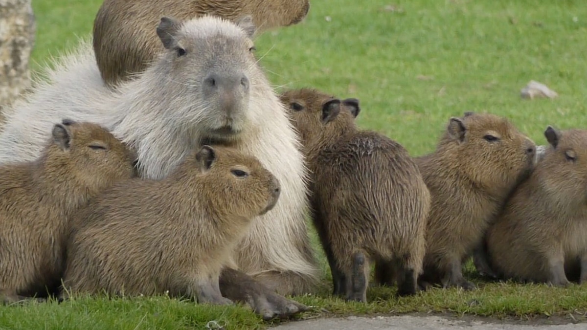 albino. capybara