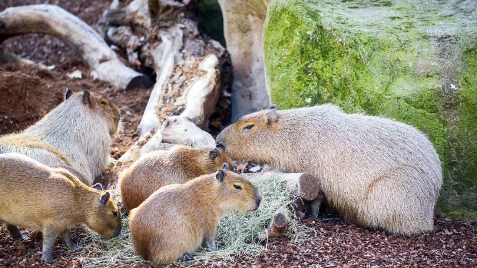 baby capybaras eating grass with their mother