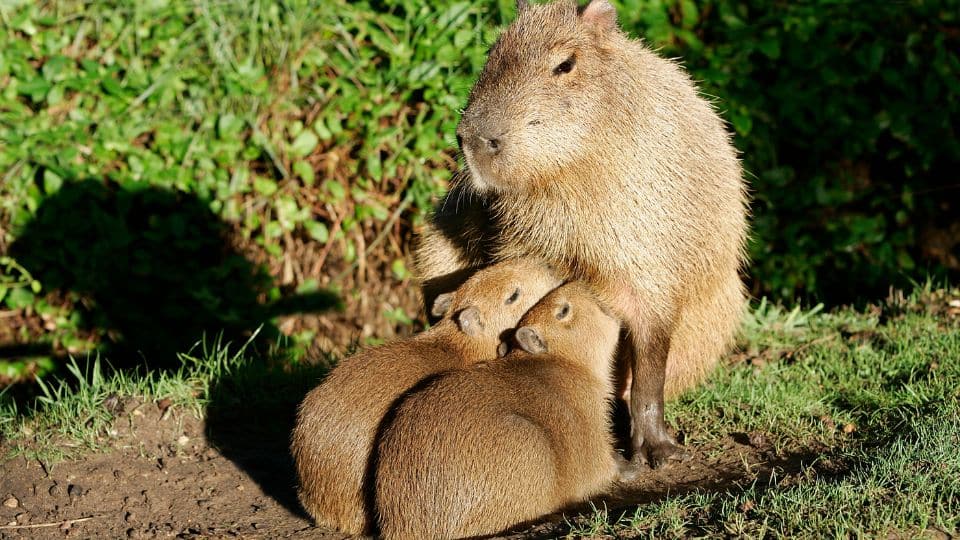 2 baby capybaras feeding from another capybara