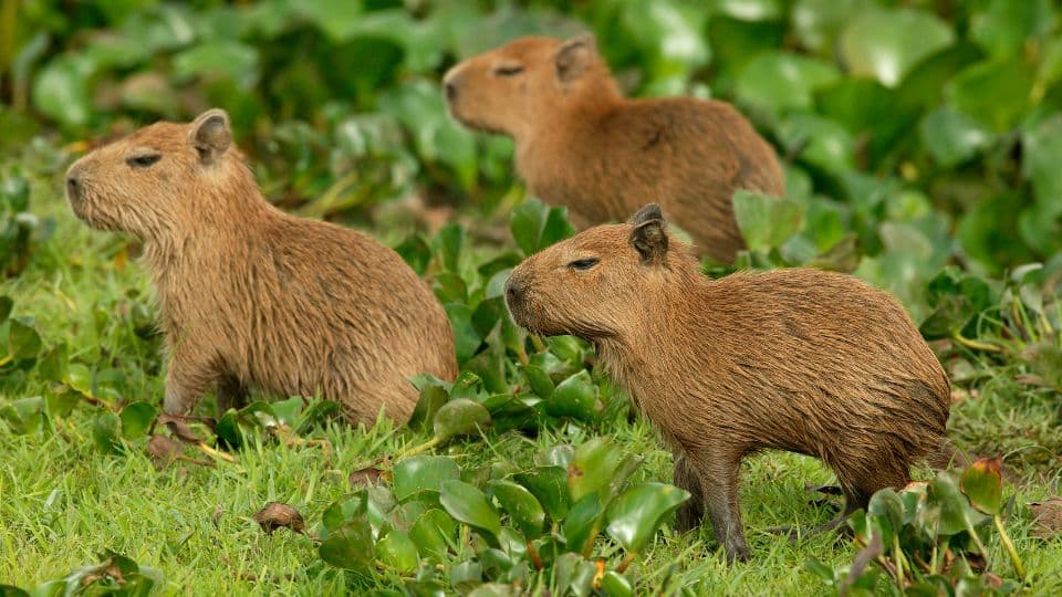 capybara babies attentive and alert