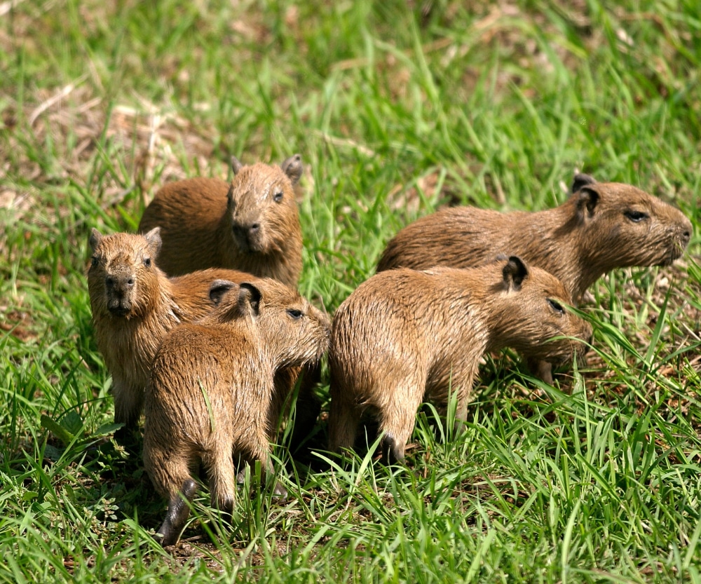 capybara babies chilling with each other