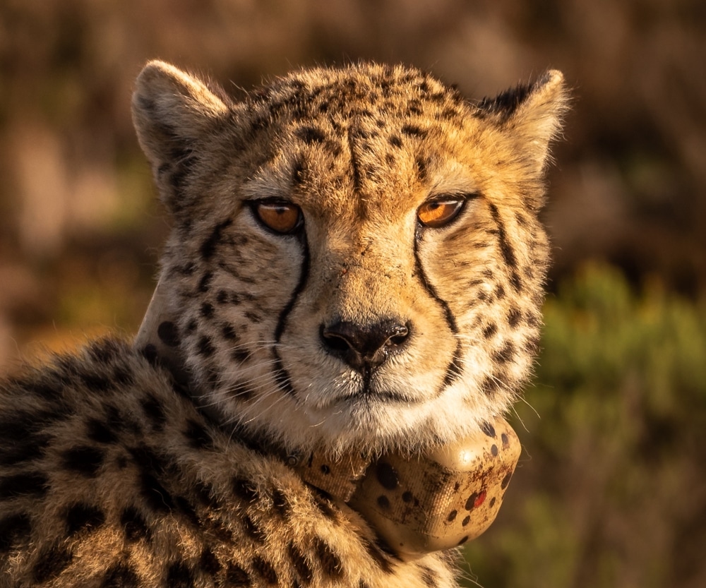 leopard predator of capybara