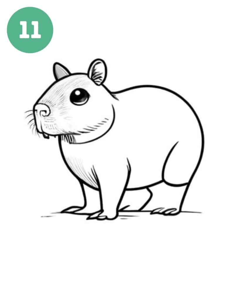 capybara drawing step 11