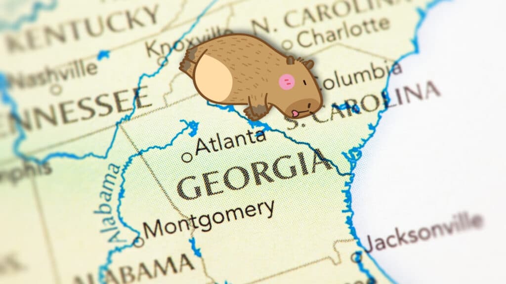 The image features a map of the southeastern United States, specifically highlighting the state of Georgia. An illustrated capybara, shown as a cute cartoon character lying on its side with a relaxed expression, is placed over the map, particularly around the area of Georgia and its neighboring states. The map also includes parts of Alabama, Tennessee, South Carolina, North Carolina, and Florida.