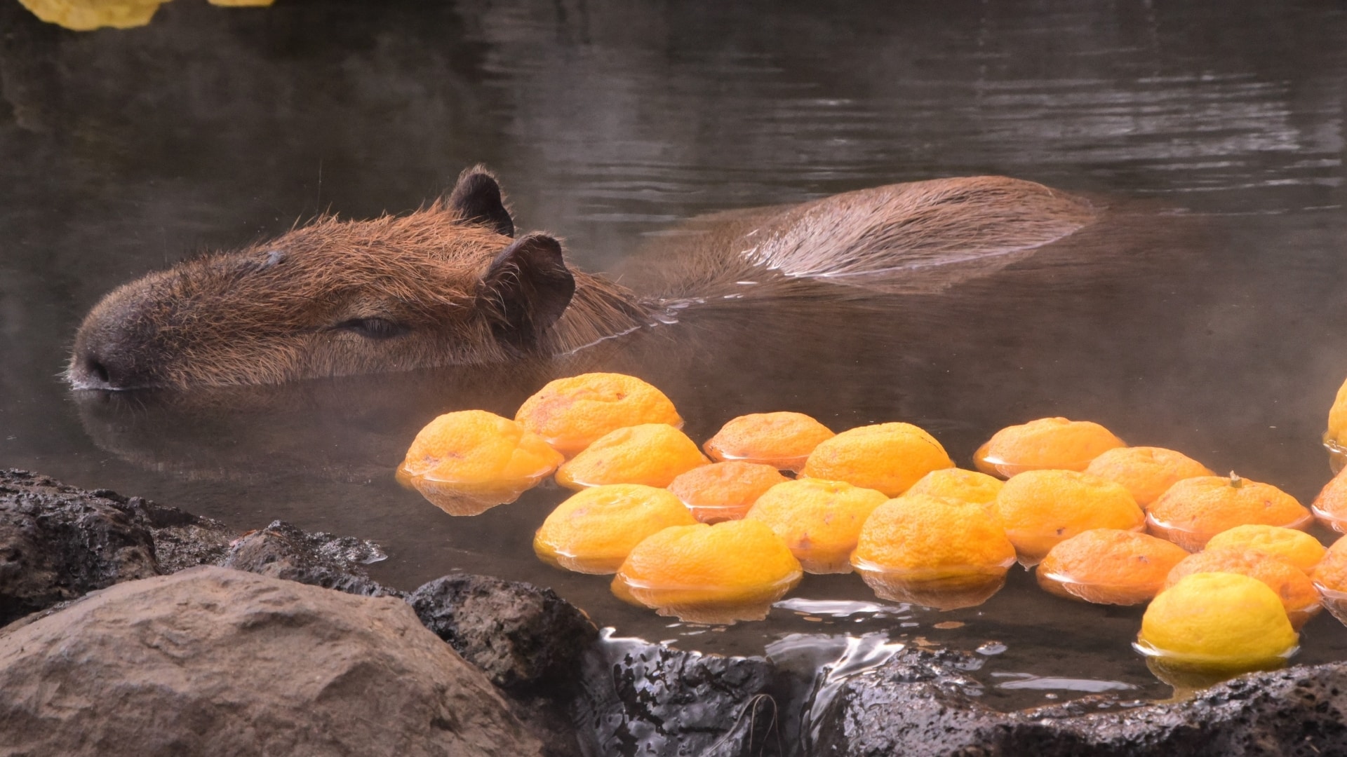 A capybara pet is seen relaxing in a warm water pool, partially submerged with only its head visible above the water. The capybara appears content and calm, surrounded by floating yellow citrus fruits, which add a vibrant contrast to the scene. The setting includes some rocks around the water's edge, enhancing the natural ambiance of the image.