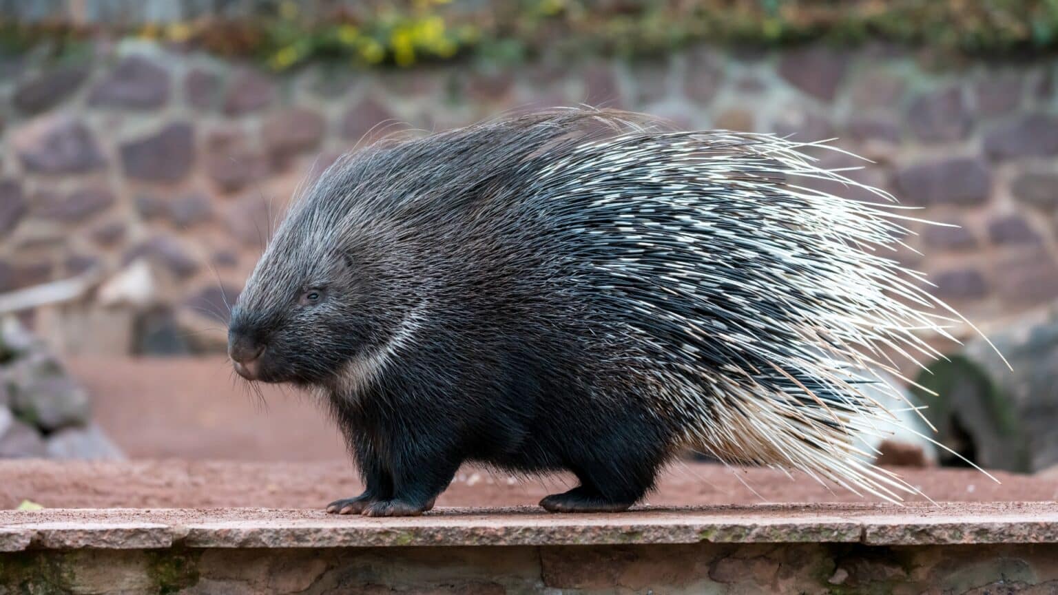 The World's Largest Rodents and Their Unique Characteristics - CapyBara Mag