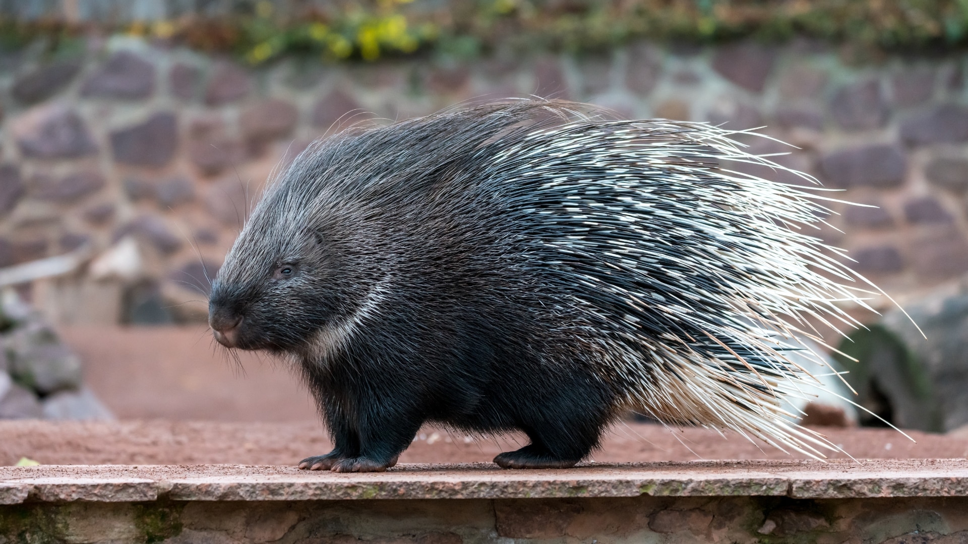 A porcupine walking on a concrete surface. It has long, white quills and a black body.