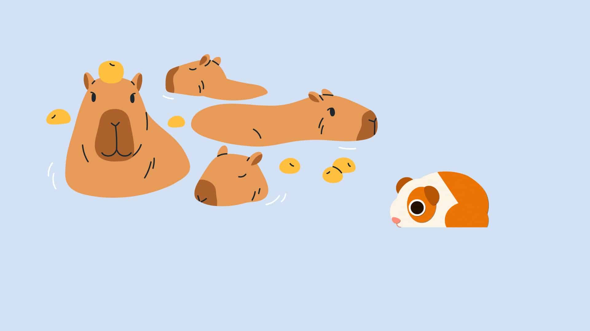 capybaras and guinea pig is swimming