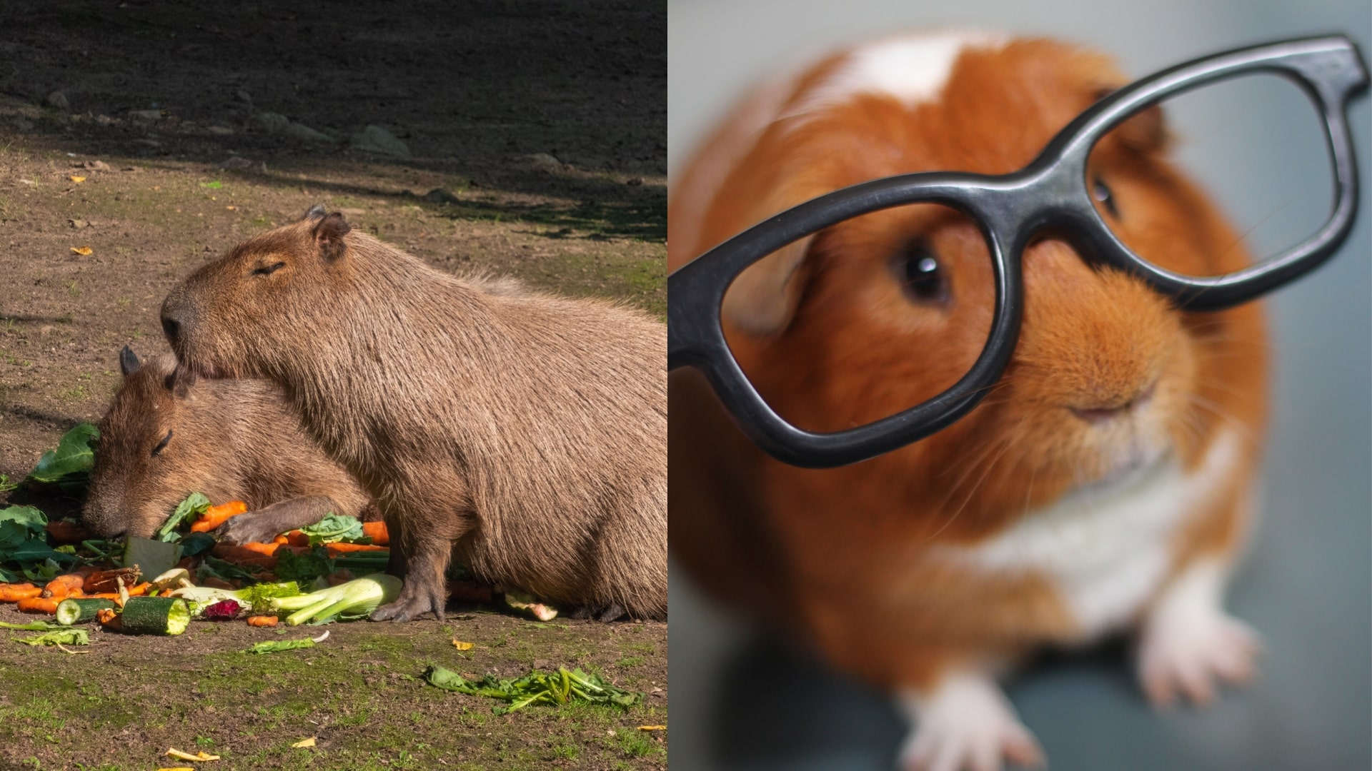 On the left side, there are two capybaras. One is lying down, resting its head on the ground among some scattered vegetables, while the other capybara stands over it, appearing to nuzzle or groom the resting one. The setting is outdoors on a dirt surface with scattered food, emphasizing their gentle and social behavior. On the right side, there is a close-up of a guinea pig wearing oversized black glasses. The guinea pig's expression is curious and playful, with its small paws visible, highlighting its personality as intelligent and inquisitive.