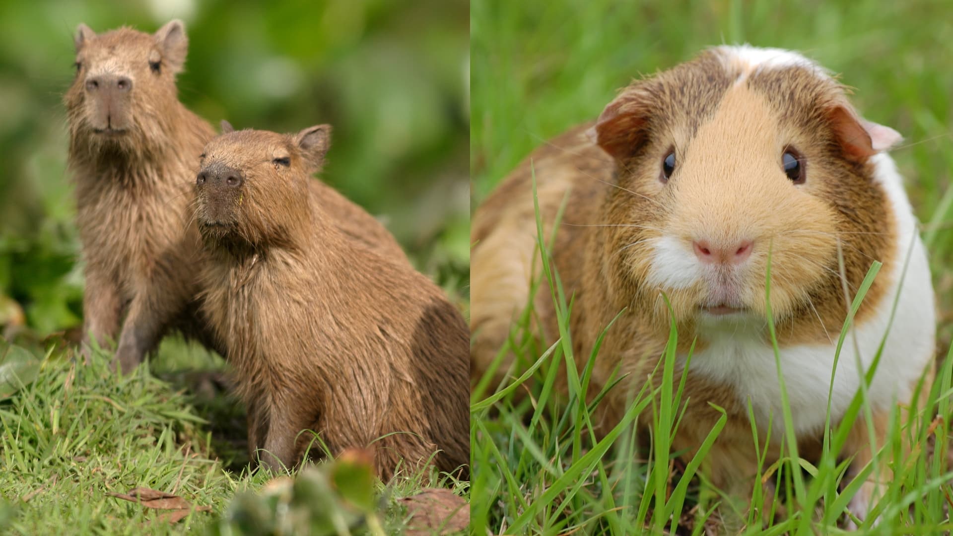 The image shows two capybaras on the left and a guinea pig on the right. The capybaras are standing close together on a grassy area, looking alert and curious, while the guinea pig is slightly closer to the camera, nestled in the grass with a focused, inquisitive expression.