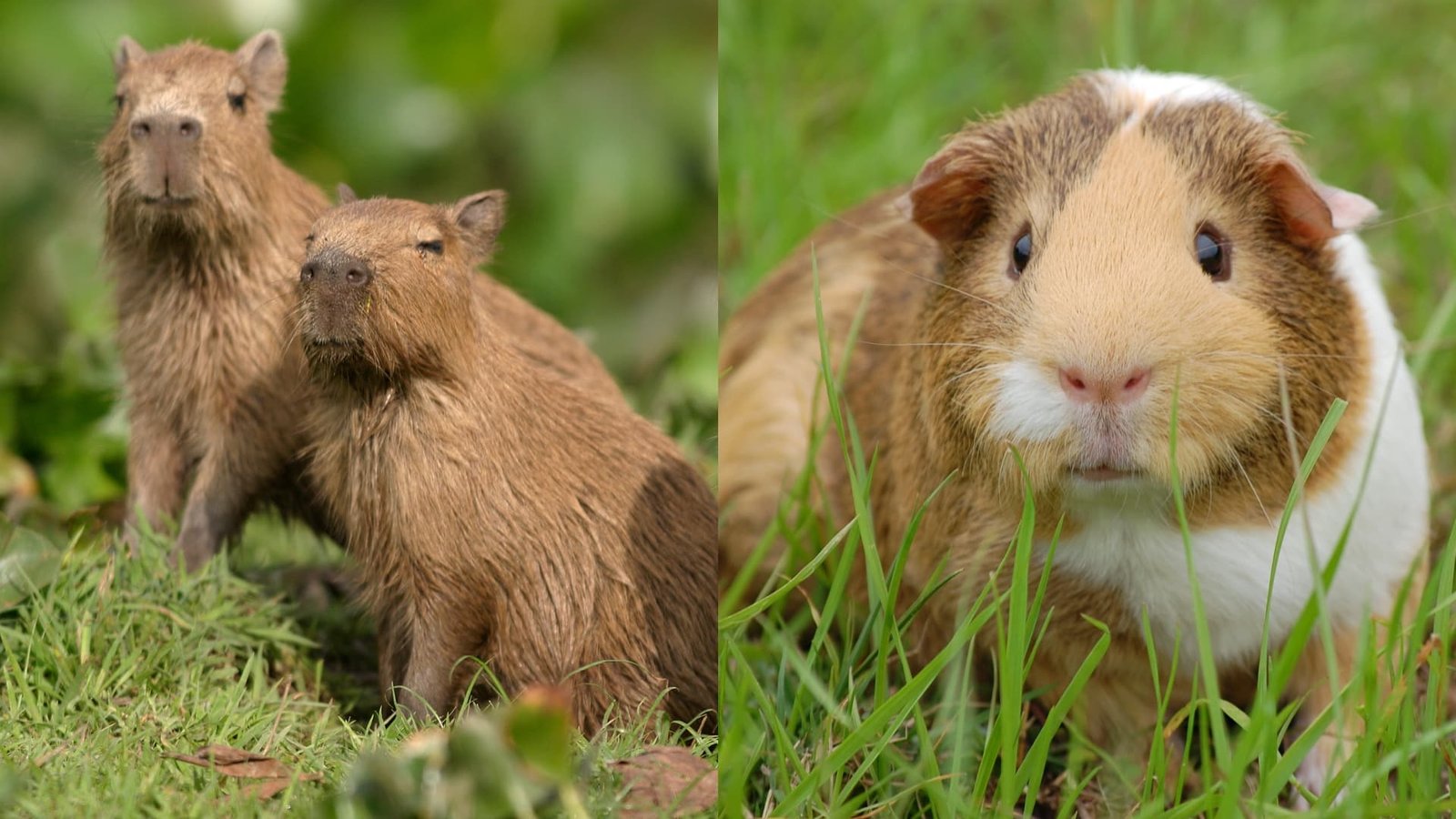 Capybara Vs Guinea Pig CapyBara Mag