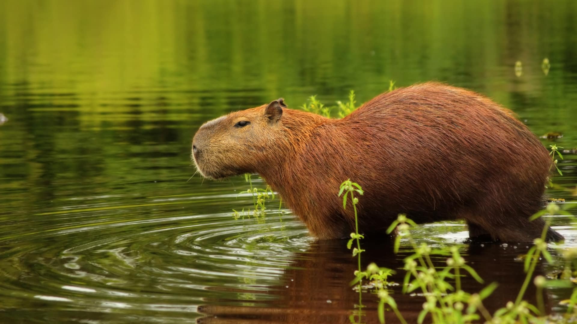 A large, reddish-brown capybara standing in shallow water, surrounded by green plants. The water is rippling around its feet.