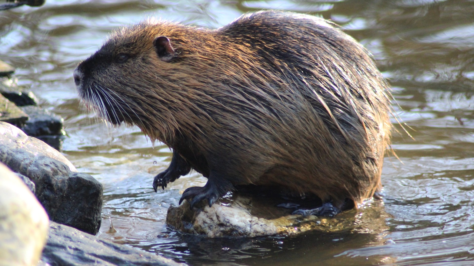 A nutria sitting on a rock in shallow water. It has dark fur and a long, bushy tail.