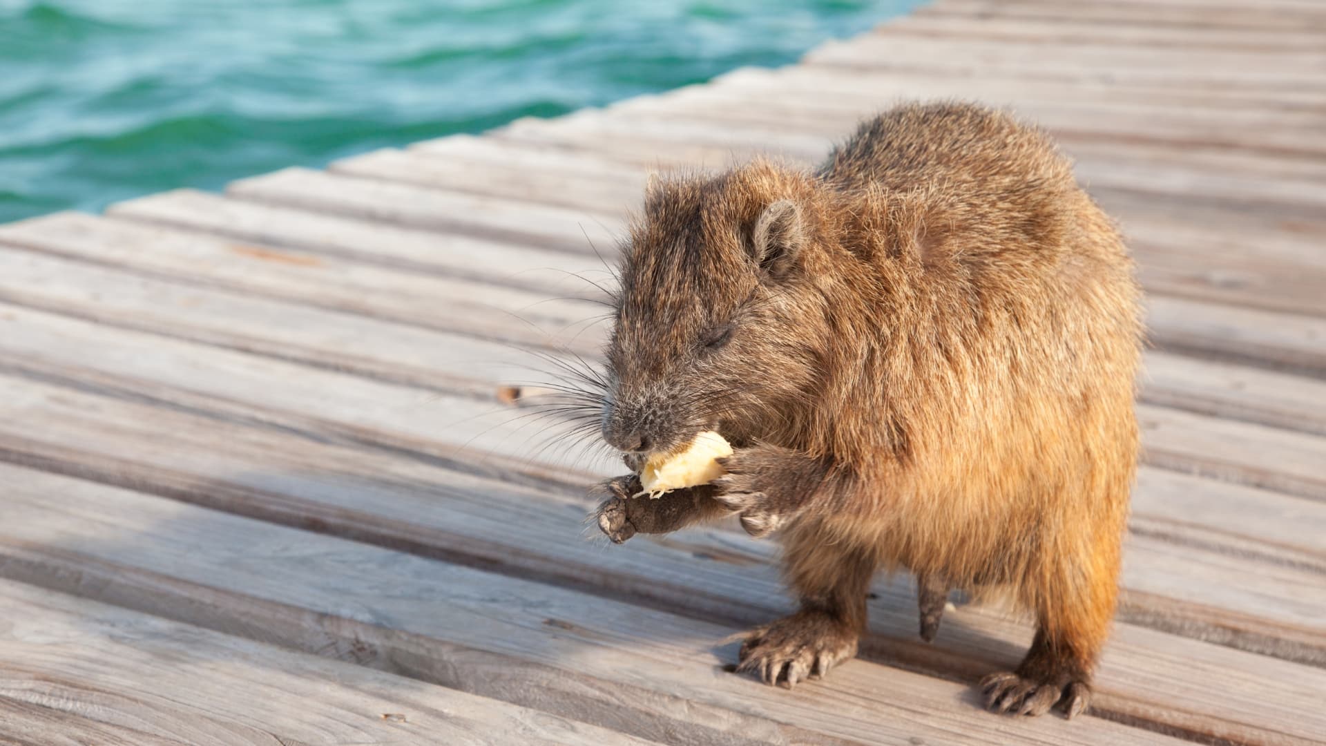 A small, brown rodent with a long snout is eating a piece of food on a wooden dock. There is blue water in the background.