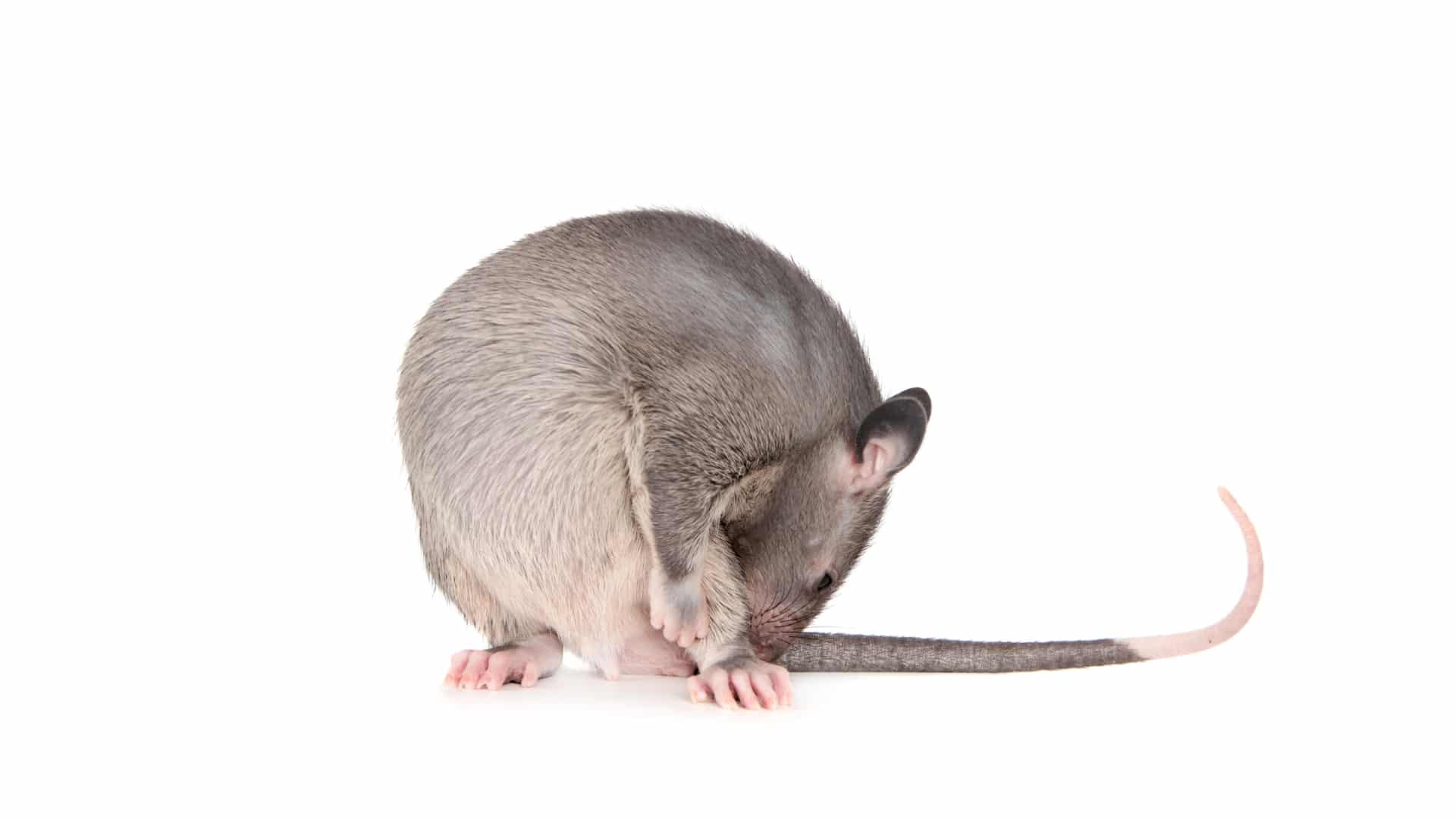 A small, gray rat is sitting on its hind legs and grooming itself. It has a long tail and is facing away from the camera.