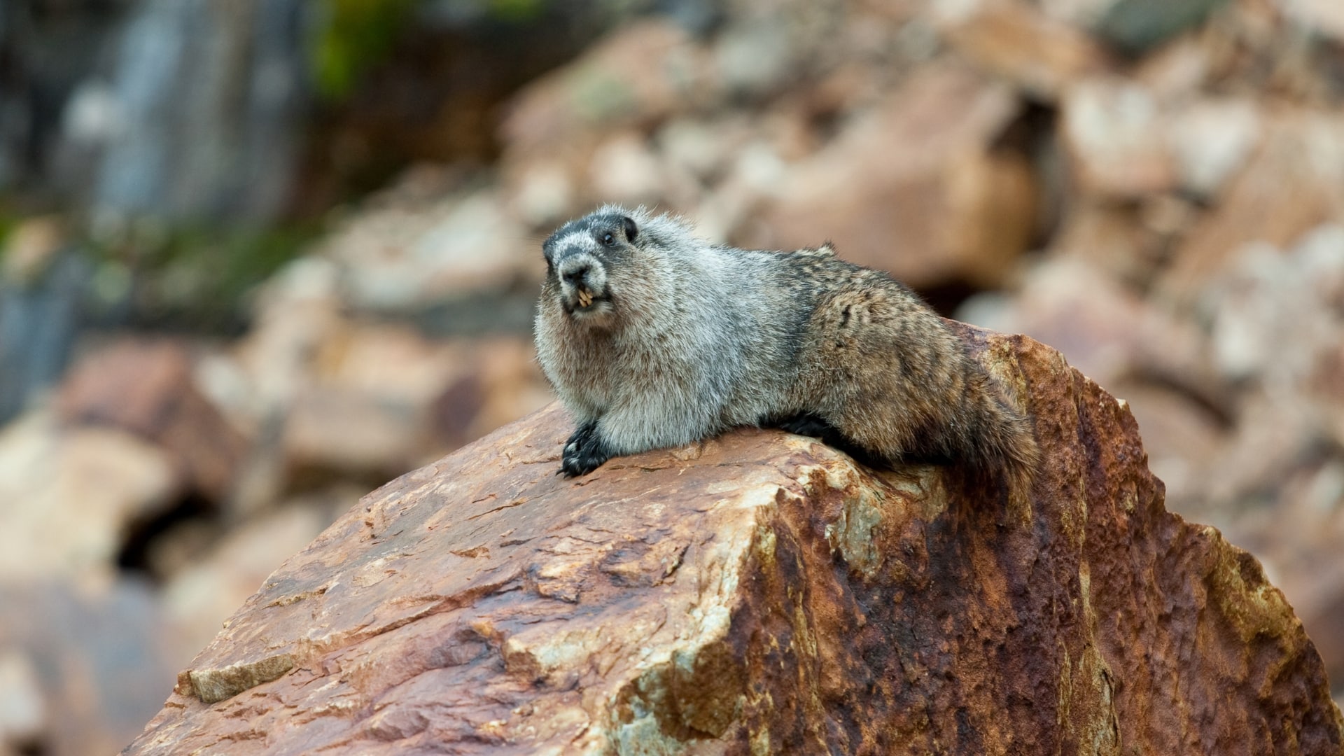 A large, gray marmot sitting on a rock in a mountainous environment. It has a thick coat, a short tail, and is looking directly at the camera.