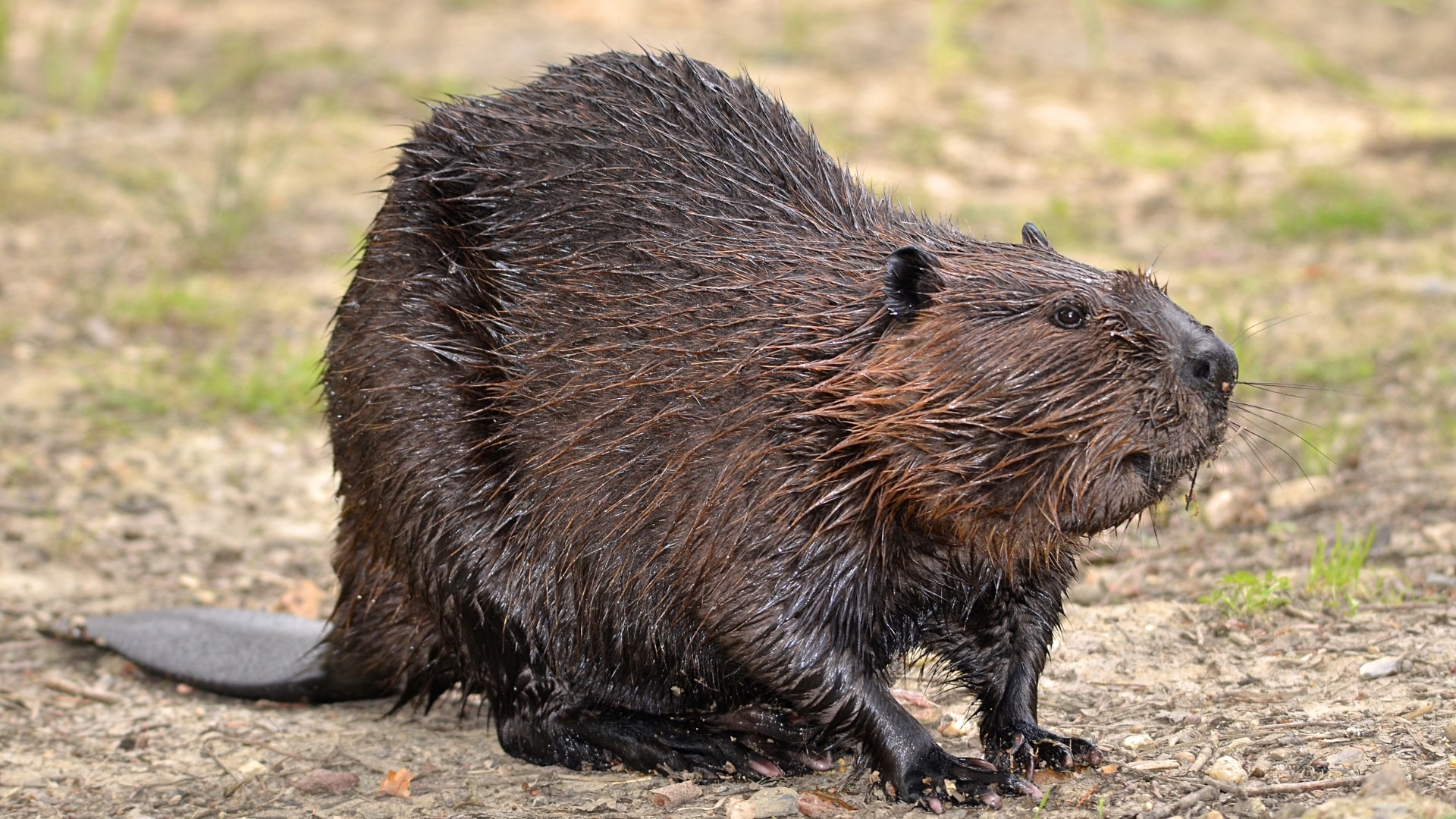 A beaver sitting on the ground, looking wet and alert. It has dark fur, a large, flat tail, and small ears.