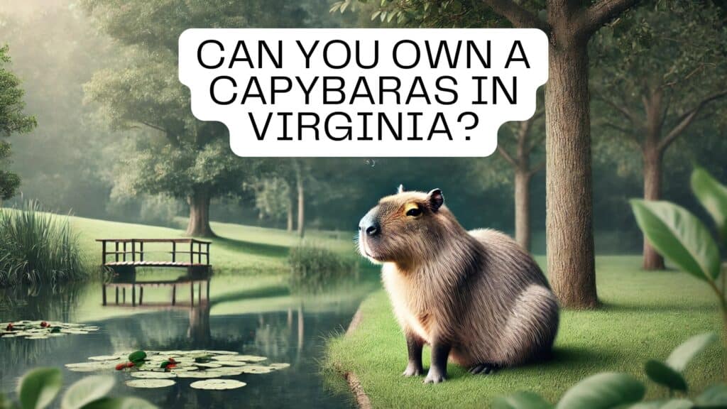 A visually engaging image for the heading 'Can You Own a Capybara in Virginia?' featuring a peaceful capybara in a natural environment, sitting beside a serene pond with grassy surroundings and trees.