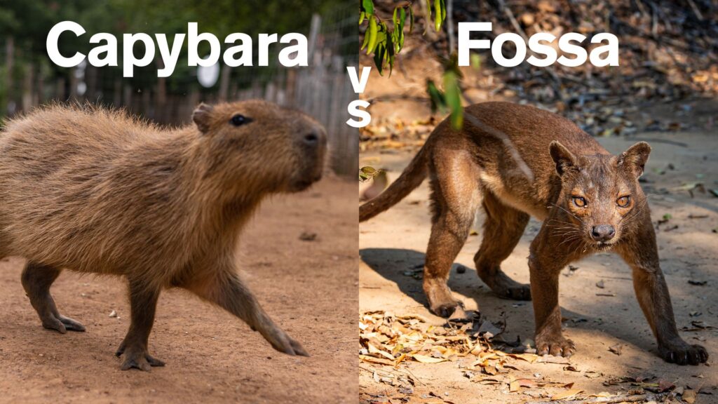 Educational comparison photograph labeled 'Capybara vs Fossa' showing world's largest rodent with characteristic stocky build and thick brown fur facing off with Madagascar's apex predator displaying sleek golden coat, pointed features, and predatory stance on leaf-covered ground