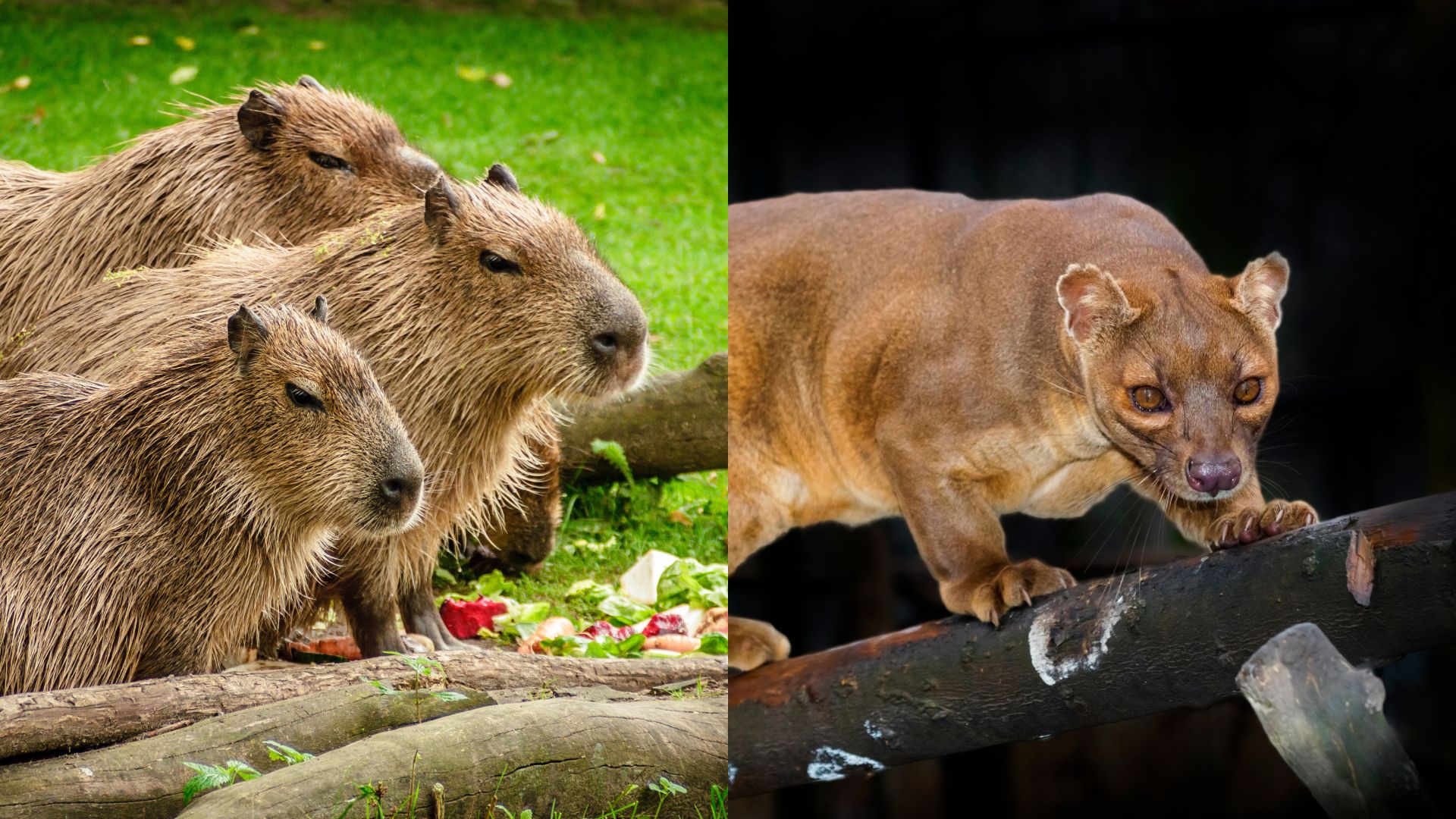 Group of brown capybaras with thick fur and small ears grazing on green grass beside scattered red fruit, with sleek golden-brown fossa featuring pointed snout and alert amber eyes perched on wooden log in zoo habitat