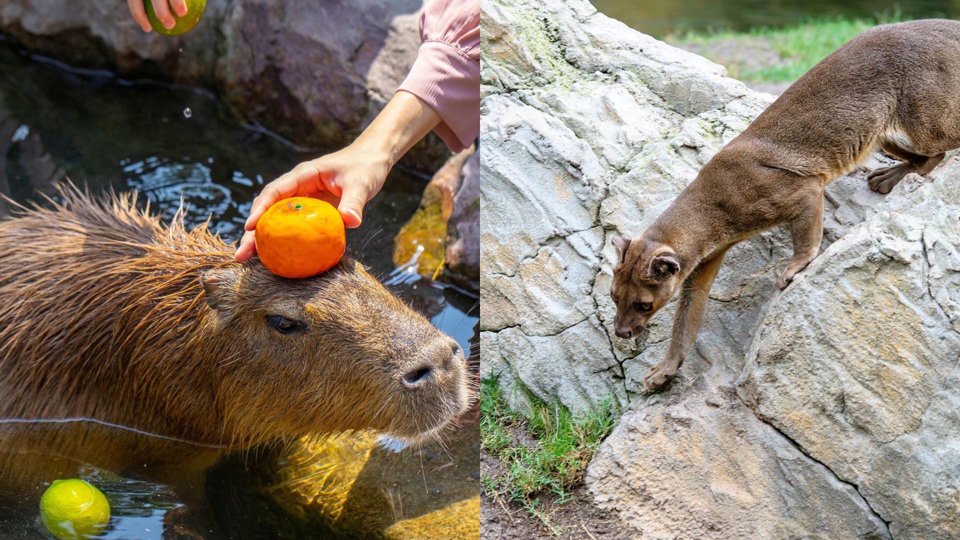 Zoo keeper's hands placing bright orange citrus fruit on wet capybara's head near water edge while curious fossa with distinctive cat-like features and reddish-brown coat observes from elevated stone platform