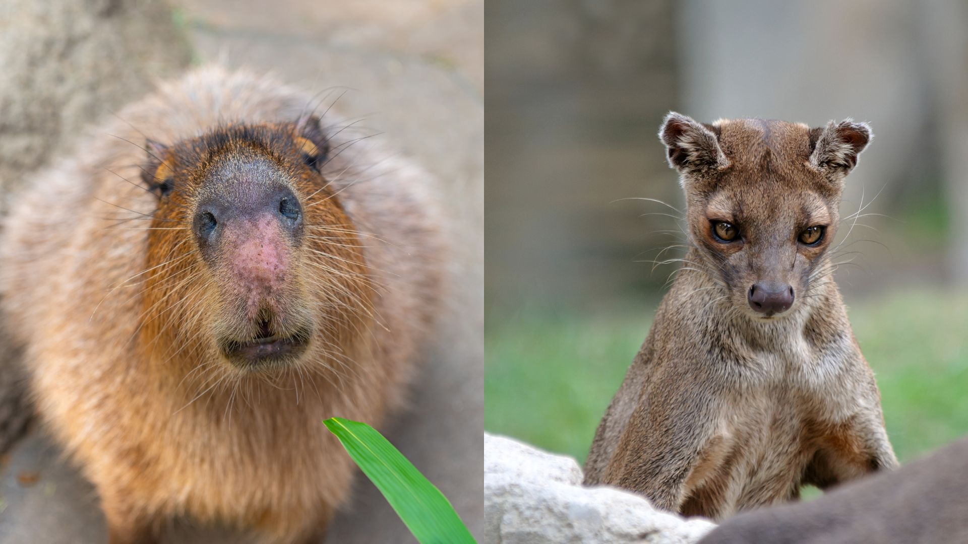 Zoo keeper's hands placing bright orange citrus fruit on wet capybara's head near water edge while curious fossa with distinctive cat-like features and reddish-brown coat observes from elevated stone platform
