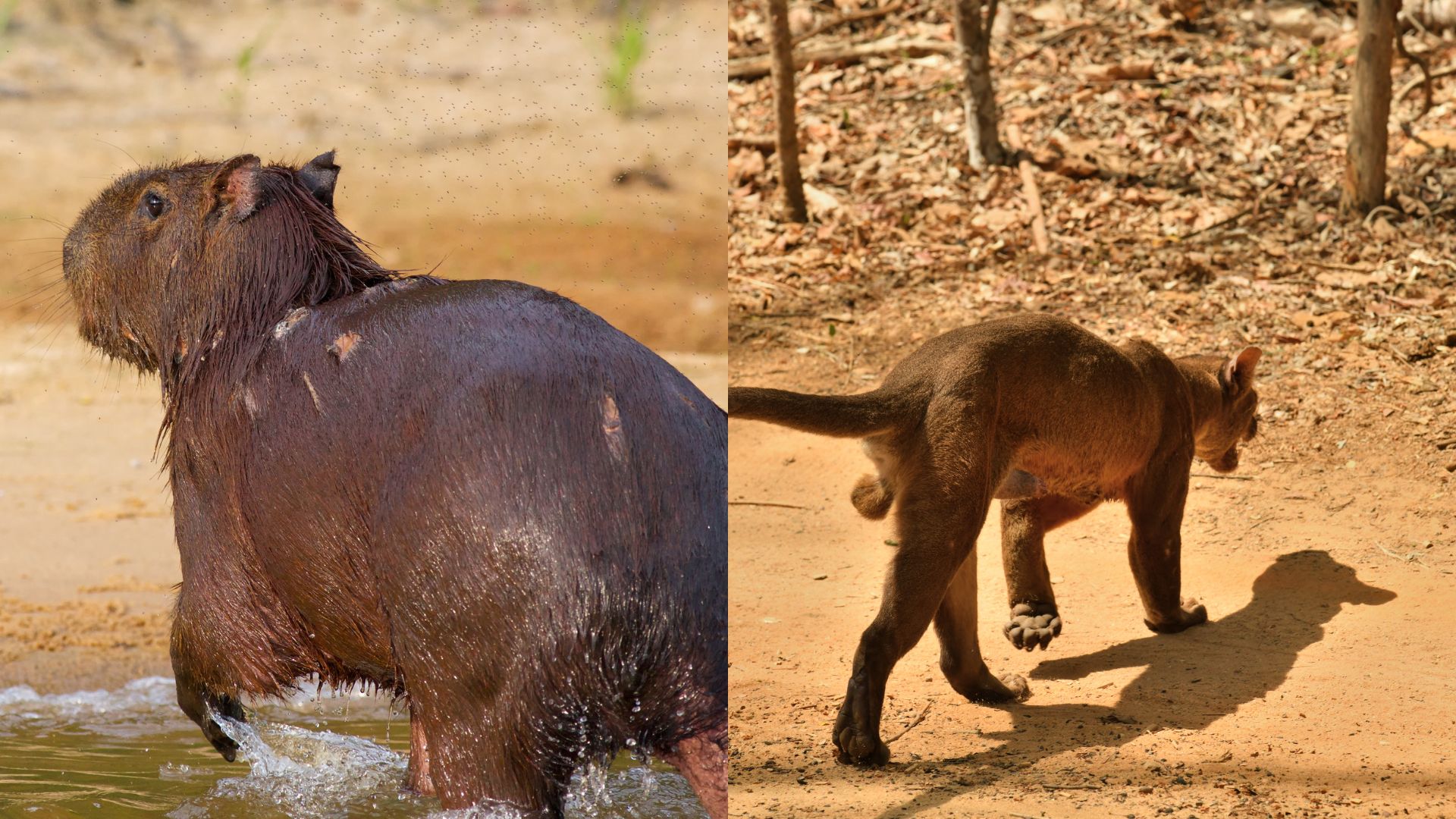Wet capybara with dark soaked fur emerging from muddy water showing its semi-aquatic nature, while lean fossa with dry golden-brown coat walks confidently across sandy terrain demonstrating terrestrial hunting adaptations