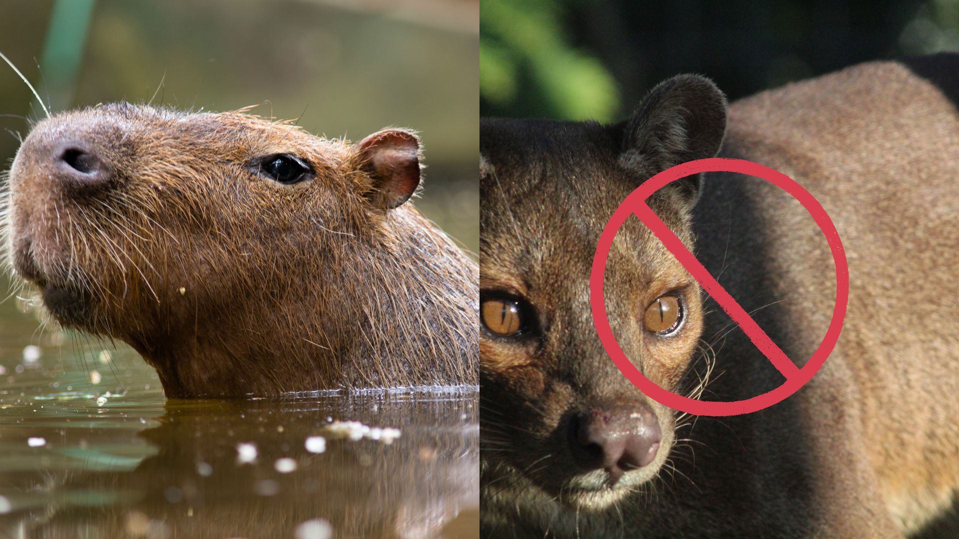 Swimming capybara with only head visible above calm water surface, dark wet fur glistening, positioned next to alert fossa showing off bright amber-orange eyes emphasized by red circular highlight, both animals in natural zoo setting