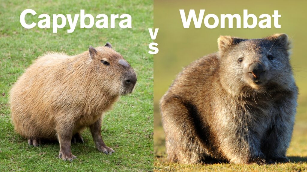 Side-by-side comparison of a capybara standing on grass and a wombat sitting on grass, with 'Capybara vs Wombat' text, illustrating the physical differences between these two unique mammals.
