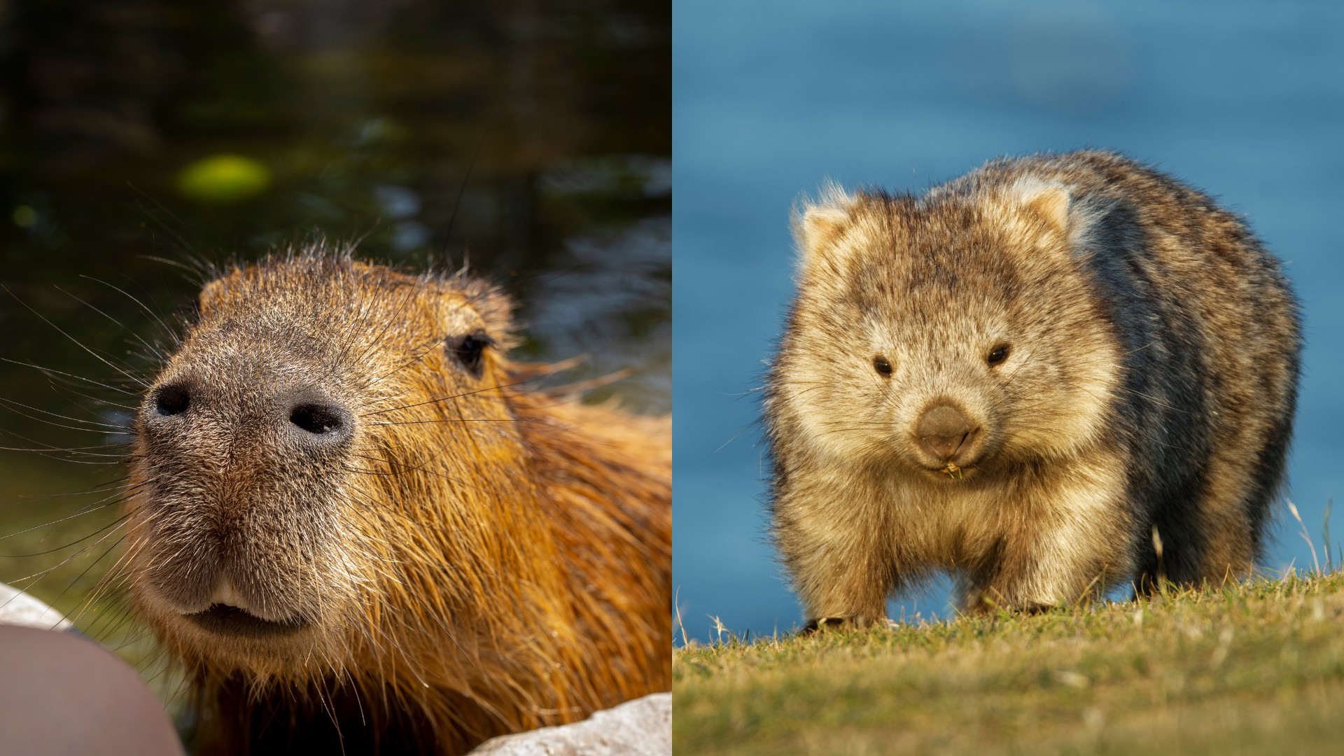 Close-up comparison of a capybara's wet snout near water and a furry wombat standing on grassy terrain, highlighting their distinct behaviors and natural habitats.