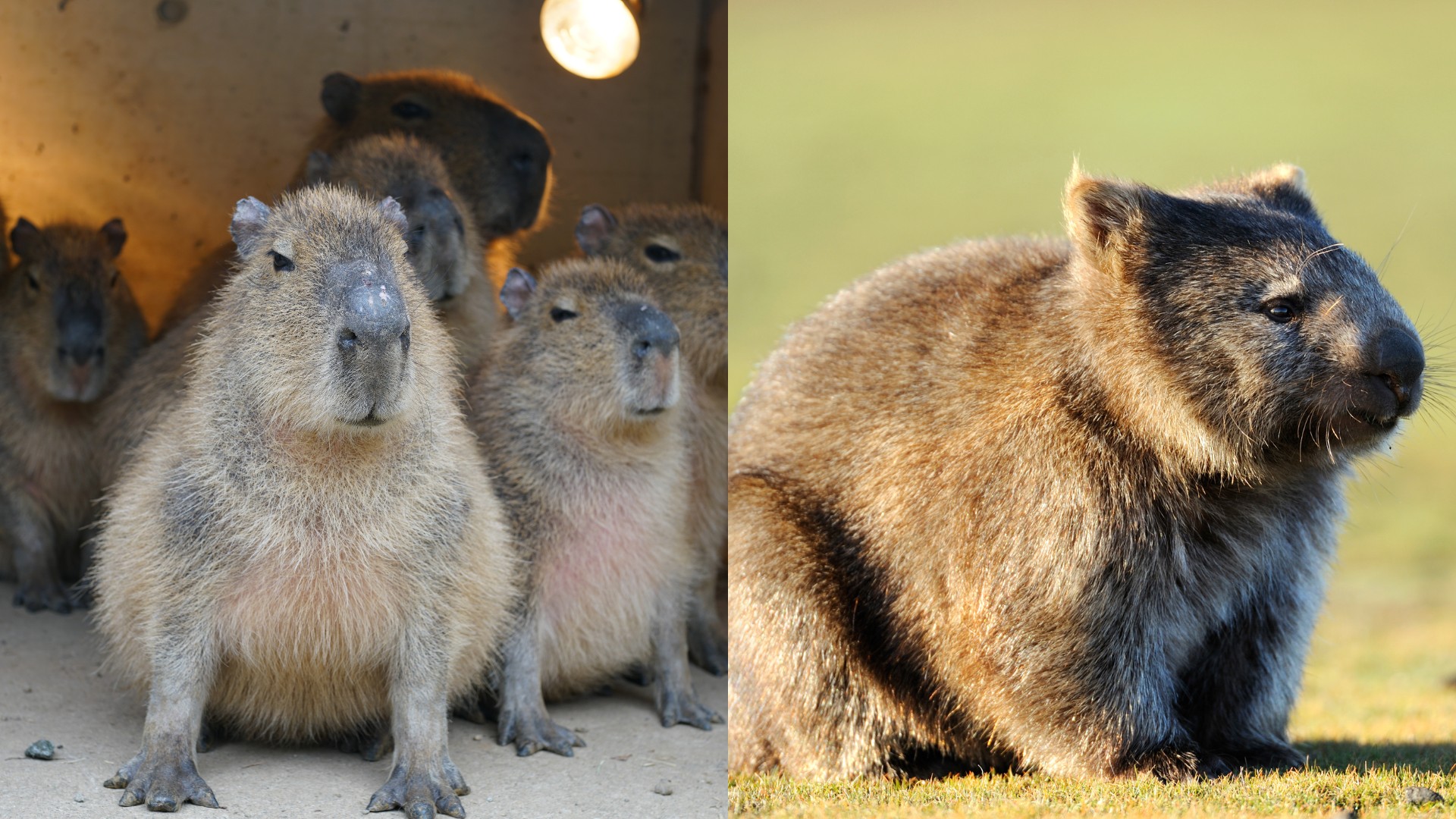 Group of alert capybaras with a light source overhead contrasted with a single common wombat sitting on grass, showcasing their different social structures and appearances.