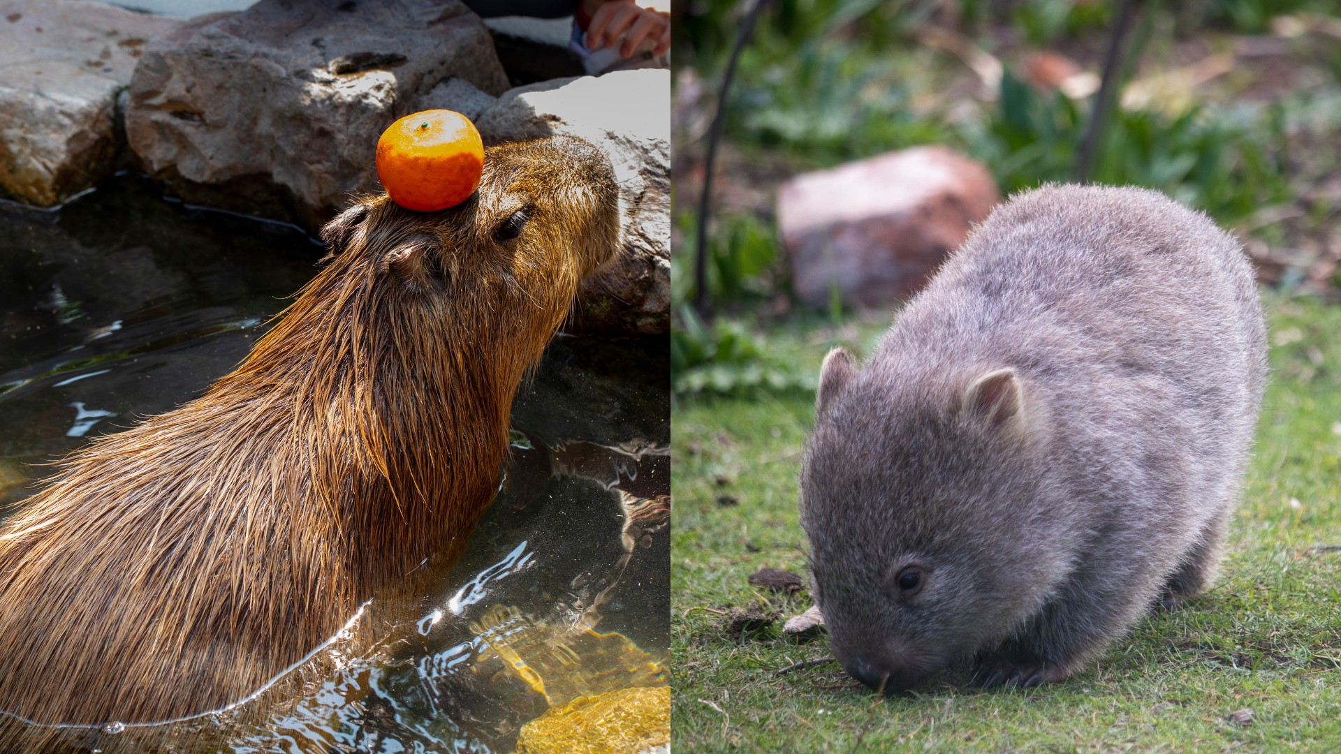 A docile capybara in water with an apple on its head next to a wombat grazing on grass, illustrating the capybara's calm nature and the wombat's typical foraging behavior.