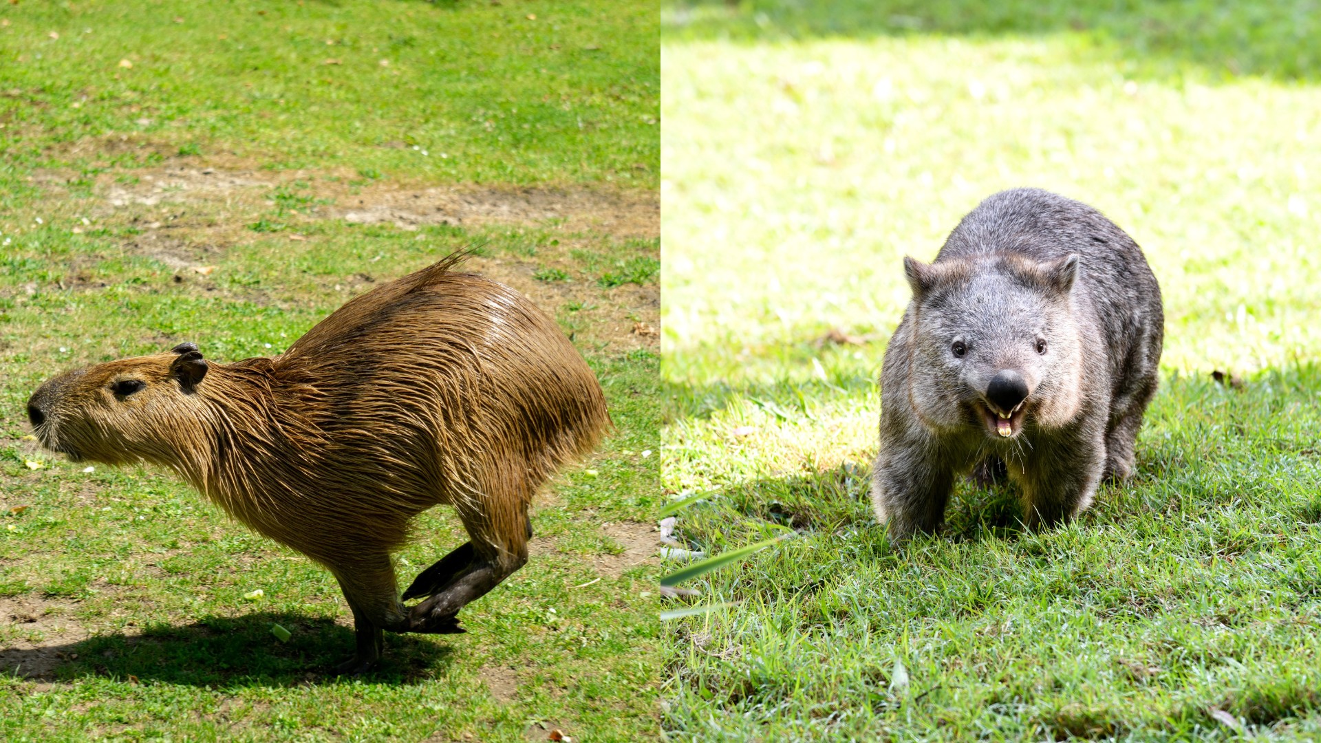 A capybara in mid-stride across a green field, demonstrating its running ability, alongside a stationary wombat on grass, contrasting their typical movements.