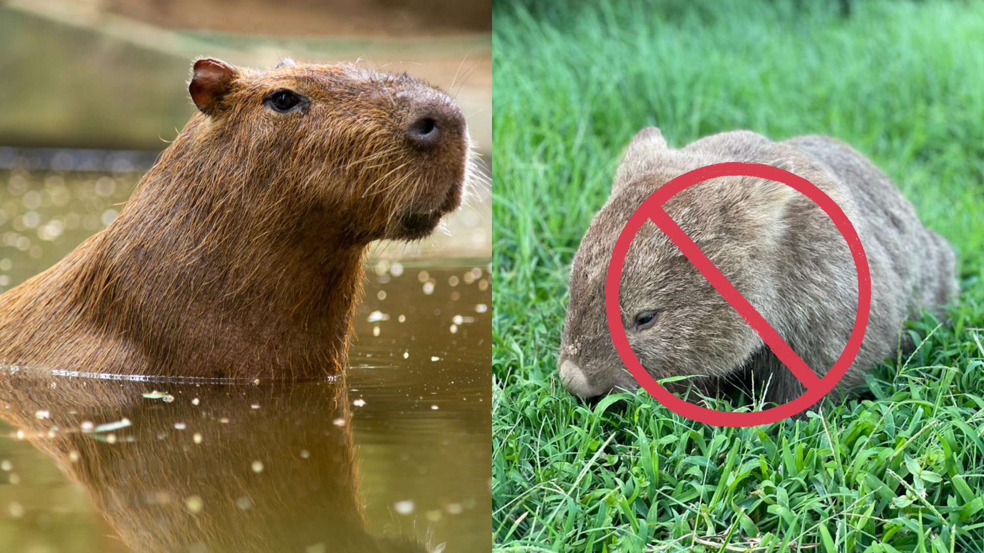 A capybara's head and shoulders visible in water, showing its aquatic adaptation, with a red no-entry symbol over a wombat on grass, indicating the wombat's lack of swimming ability.