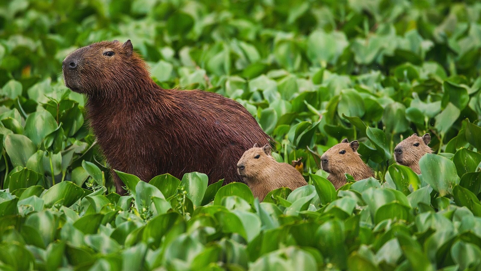 Capybara photo illustrating: Are Capybaras Endangered? Conservation Status, Threats, and How to Help