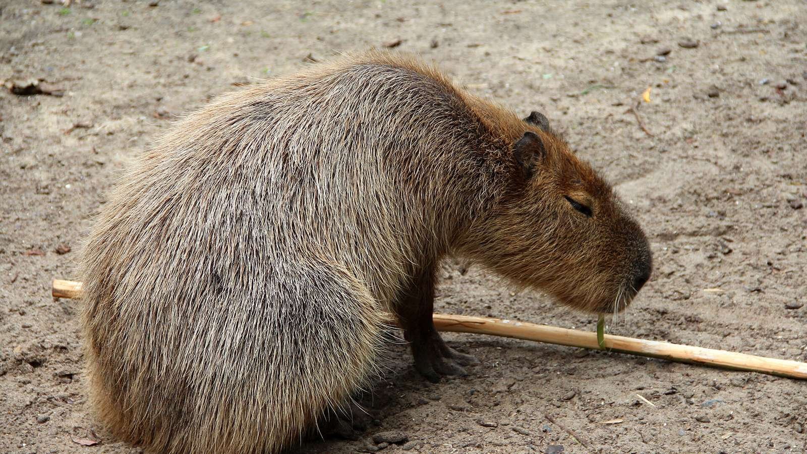 Capybara photo illustrating: Are Capybaras Rodents? (Explained)