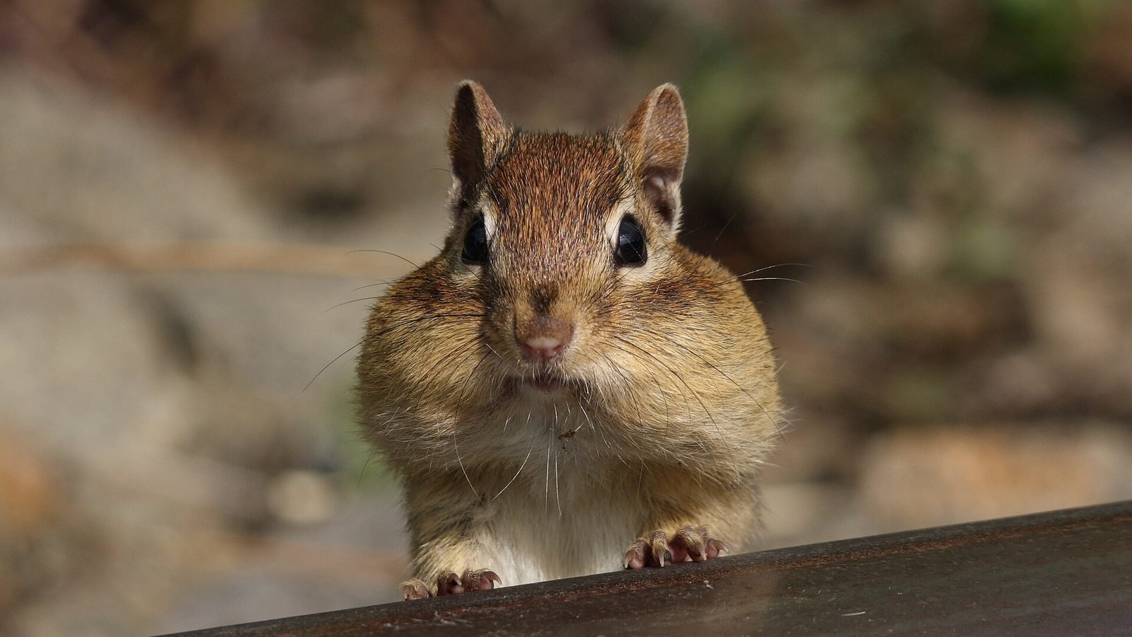 Rodent photo illustrating: Best Pet Rodents for Beginners: 9 Great Picks (and 1 to Skip)
