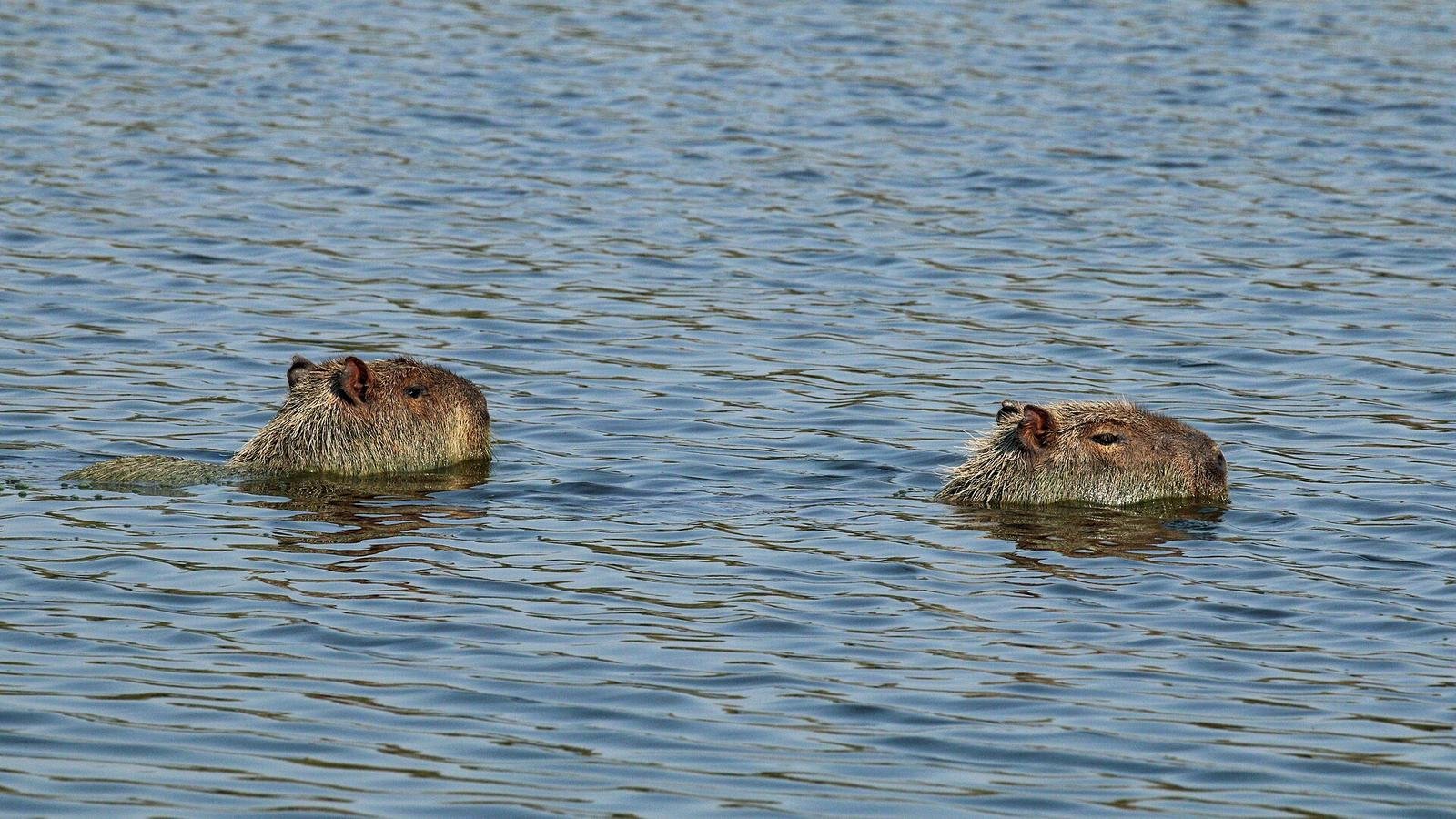 Capybara photo illustrating: Can You Own a Capybara in Alabama? [2026 Laws]