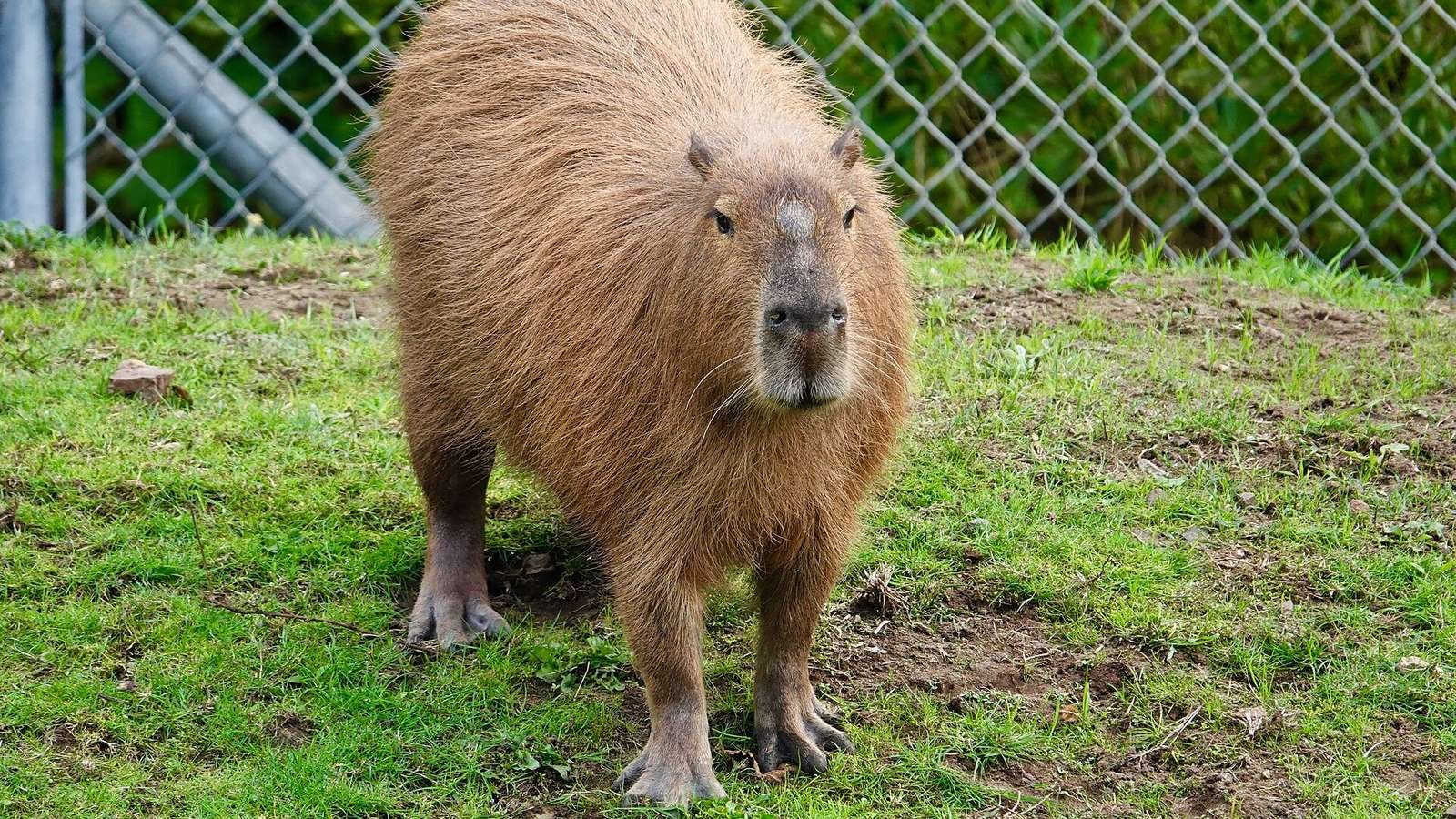 Capybara photo illustrating: Can You Own a Capybara in Alaska? [2026 Laws]
