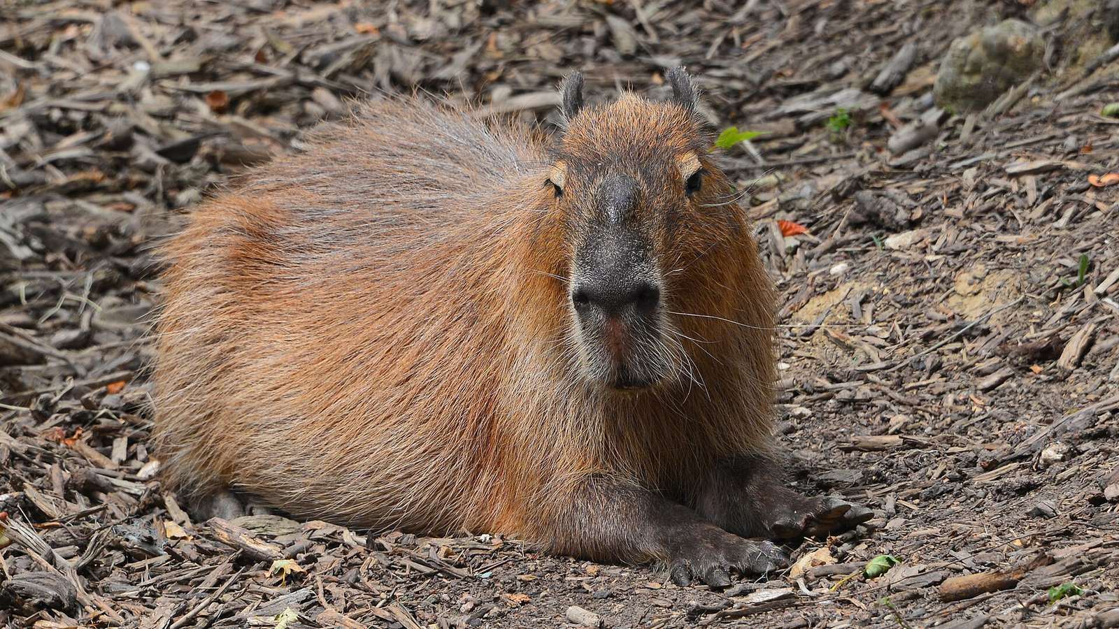 Capybara photo illustrating: Can You Own a Capybara in Arkansas? [2026 Laws]
