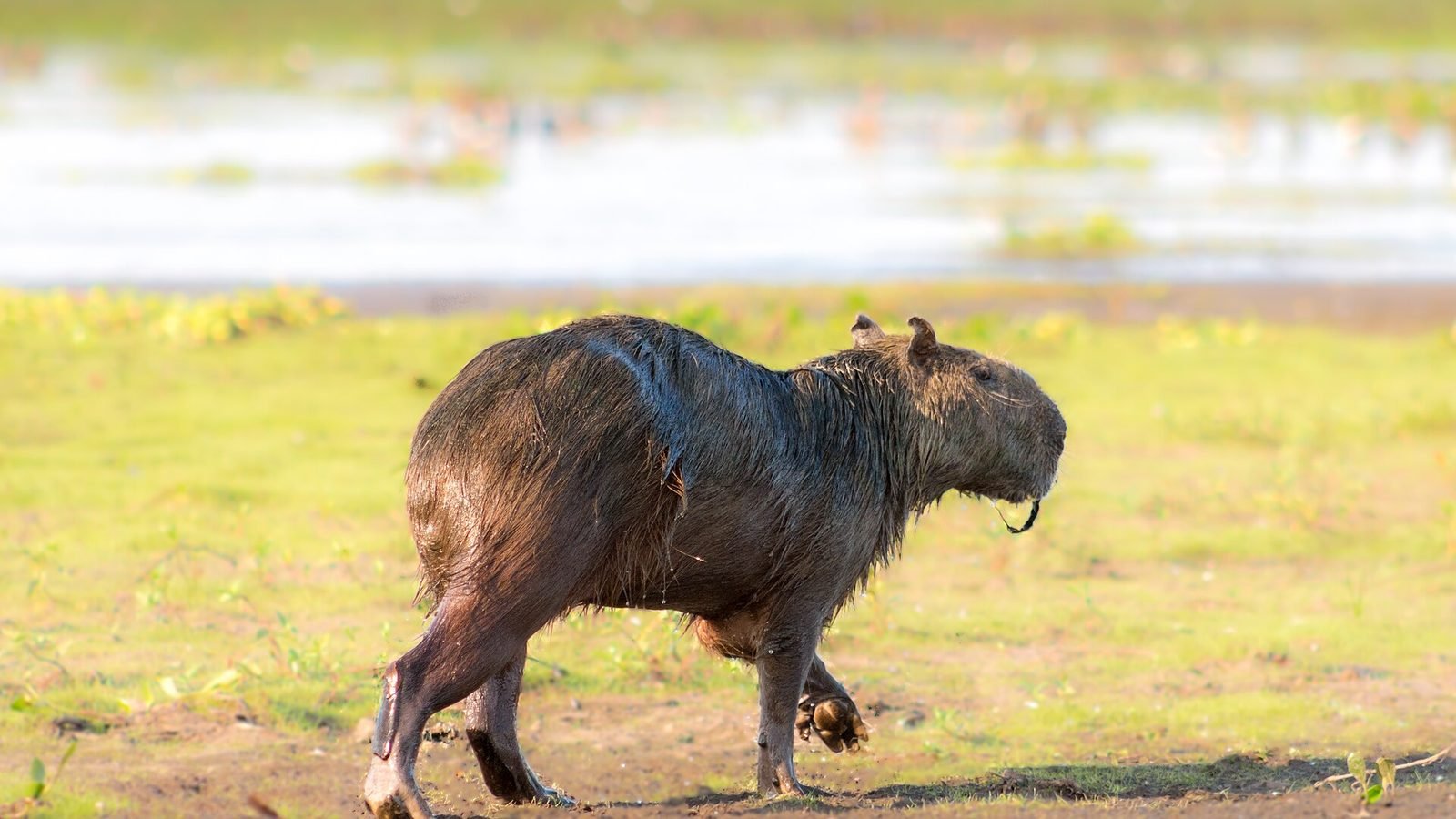 Capybara photo illustrating: Can You Own a Capybara in Colorado? [2026 Laws]