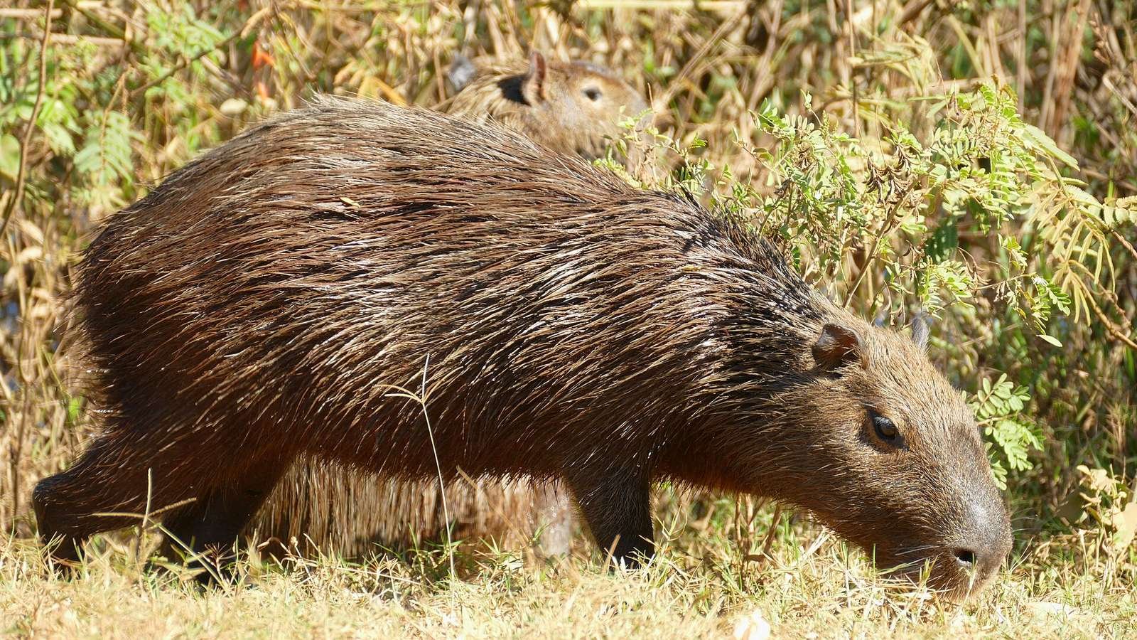 Capybara photo illustrating: Can You Own a Capybara in Connecticut? [2026 Laws]