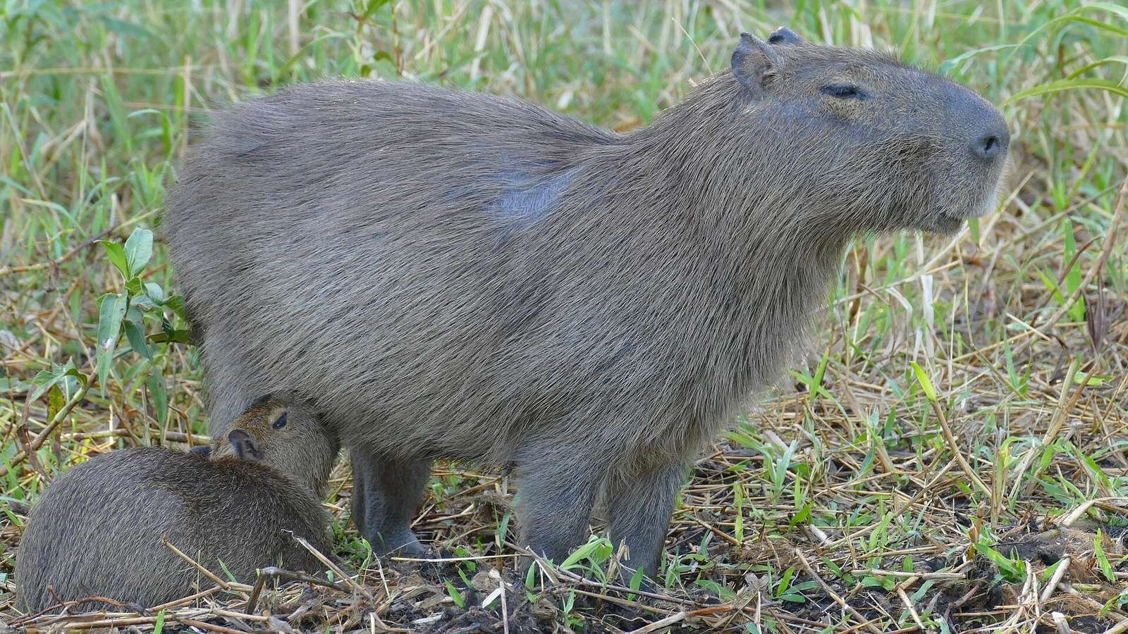 Capybara photo illustrating: Can You Own a Capybara in Delaware? [2026 Laws]