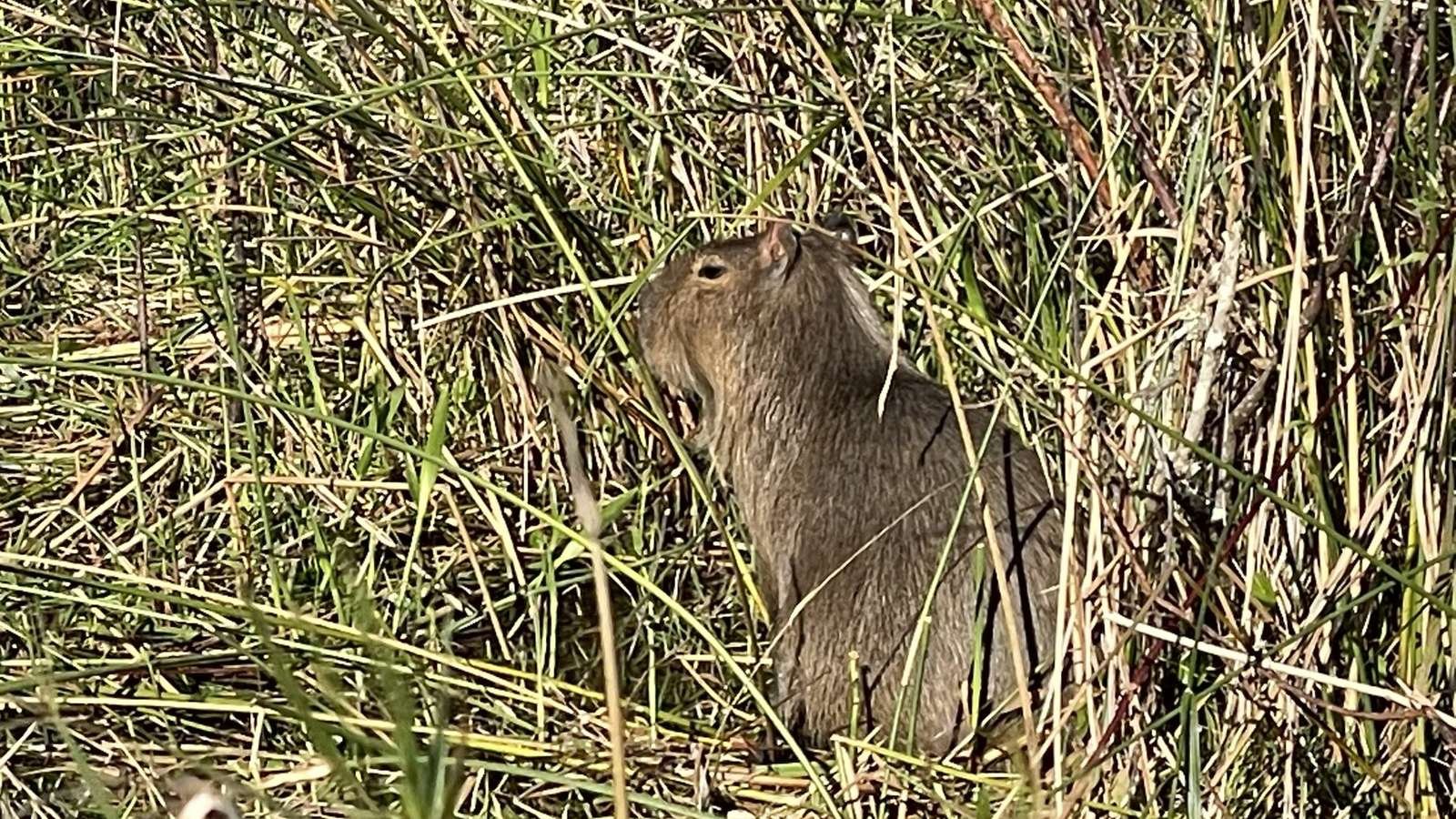 Capybara photo illustrating: Can You Own a Capybara in Hawaii? [2026 Laws]
