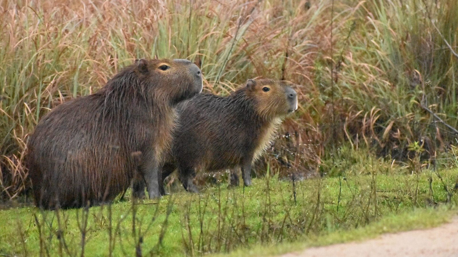 Capybara photo illustrating: Can You Own a Capybara in Idaho? [2026 Laws]