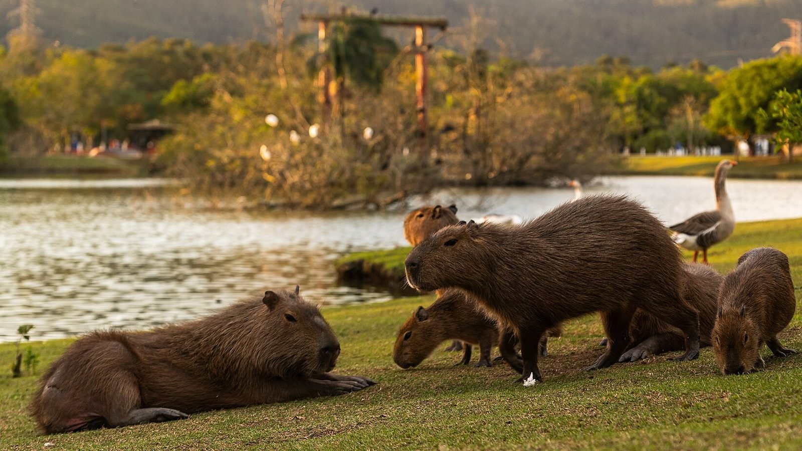 Capybara photo illustrating: Can You Own a Capybara in Illinois? [2026 Laws]