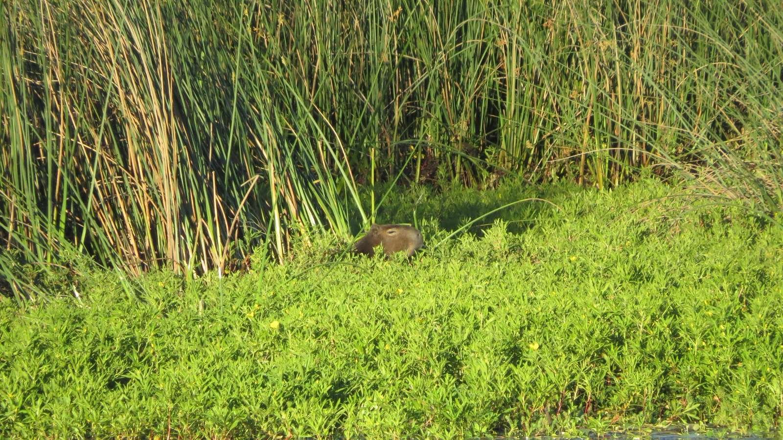 Capybara photo illustrating: Can You Own a Capybara in Indiana? [2026 Laws]