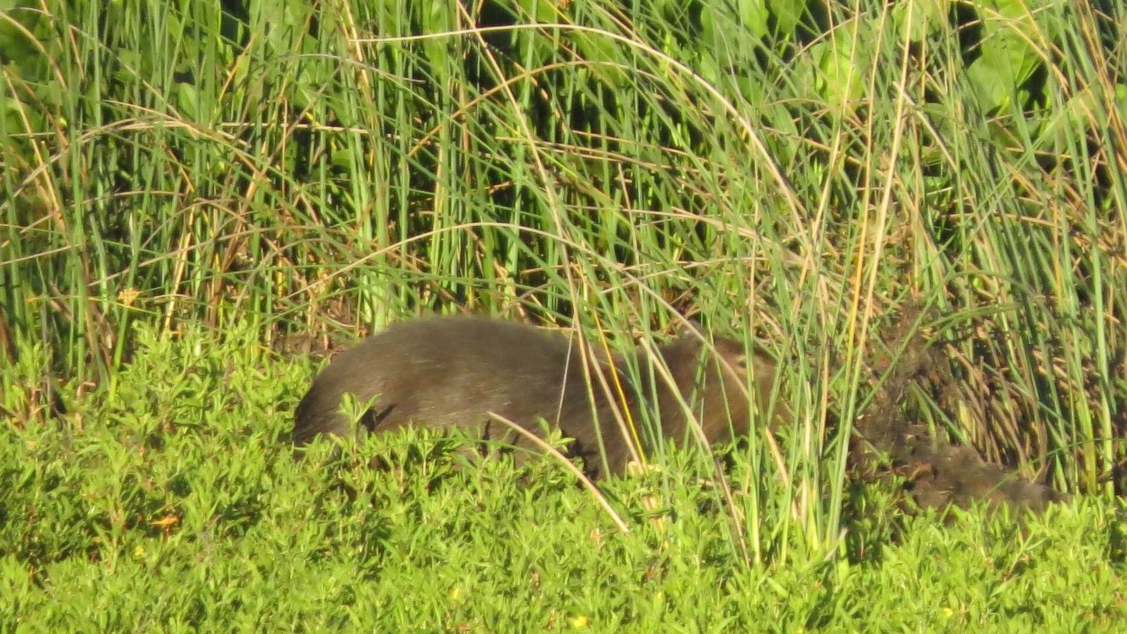 Capybara photo illustrating: Can You Own a Capybara in Iowa? [2026 Laws]